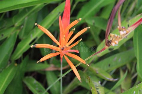 Parrot S Beak Heliconia Psittacorum Parakeet Flower Parrot S Flower