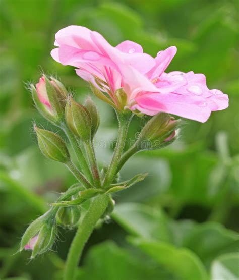 Double Flowers Of Ivy Geranium Stock Image Image Of Spring Plant