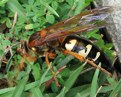 Cicada Killer Side View Sphecius Speciosus Bugguide Net