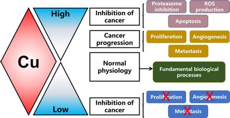 Copper Homeostasis Emerging Target For Cancer Treatment Li 2020