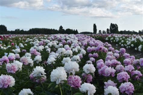 The Mister Ed Peony | Adelman Peony Gardens