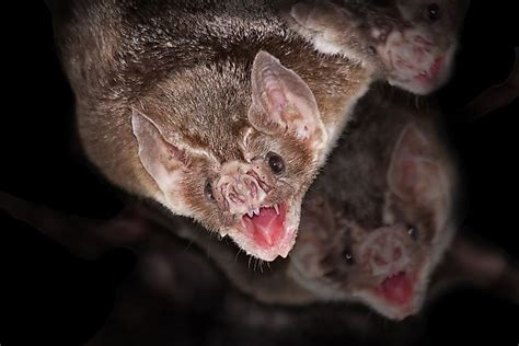 Are Vampire Bats Really Real? - WorldAtlas.com