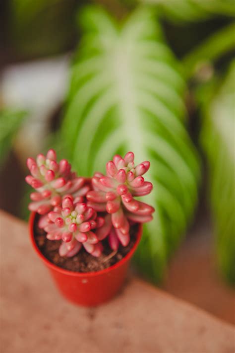 Sedum Rubrotinctum Aurora Jungle Boogie