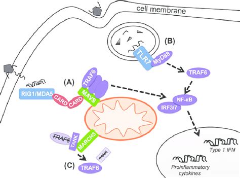 Main Pathways Of Antiviral Innate Immune Response That Pass Through The