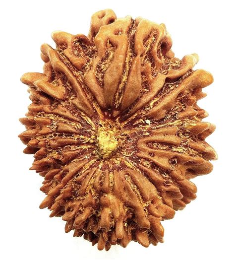 16 Mukhi Rudraksha Rare Sixteen Face Rudraksha Nepal Lab Etsy Denmark