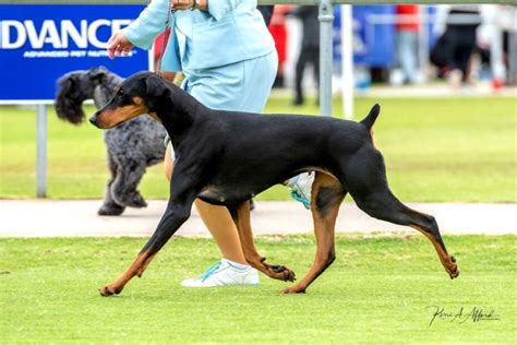 Copperdobe Tigers Rock At Desyred (imp NZL) Dobermann - Owned by Jan ...