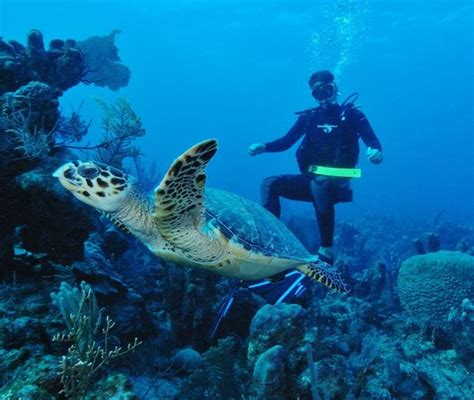 Scuba - Picture of Club Med Turkoise, Turks & Caicos, Grace Bay ...