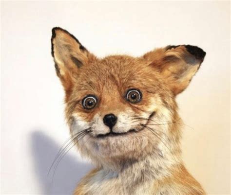 Упоротая лиса на стуле - 82 фото