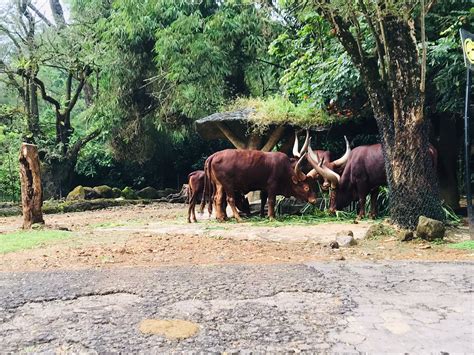 Promo Tiket Taman Safari Bogor Di Hari Kemerdekaan A Glimpse Of Life