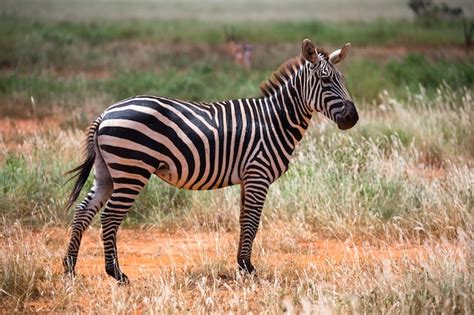 Zebra Images - Free Download on Freepik