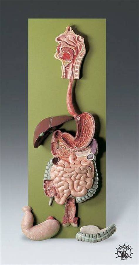 Anatomy Model Digestive System in 5 Parts