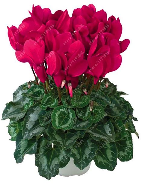 Купить 20 шт./пакет цикламен цветок, красивые бонсай семена цветов для ...