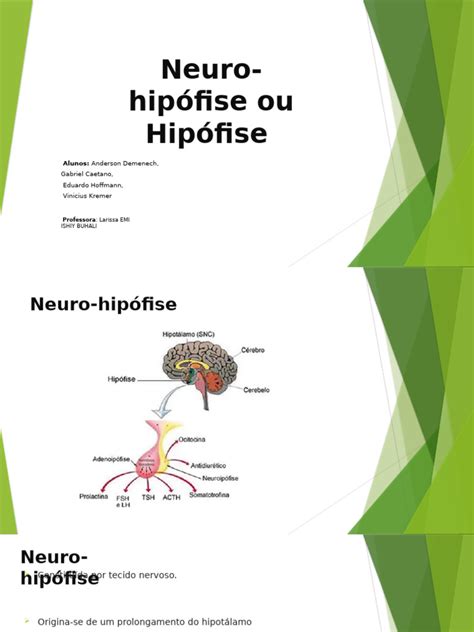 Adeno E Neuro Hipófise - Neuro-Hipófise Ou Hipófise | PDF | Glândula pituitária | Diabetes
