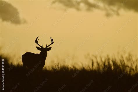Whitetail Deer buck - silhouette in prairie landscape Stock Photo ...