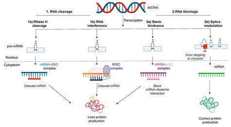 Jcm Free Full Text Antisense Oligonucleotides An Emerging Area In