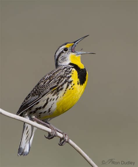 Western Meadowlark The Scars Of Battle Feathered Photography