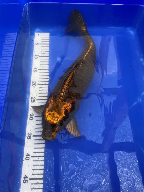 koi hp kabuto   cm water garden
