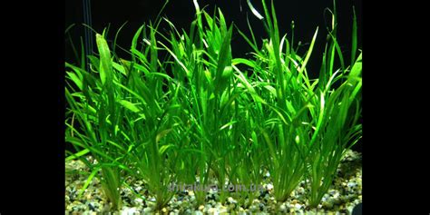 Лилеопсис бразильский / Lilaeopsis Brasiliensis