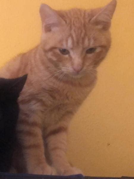 Garfield Gato Adoptado En Barcelona Barcelona Bamb Difunde