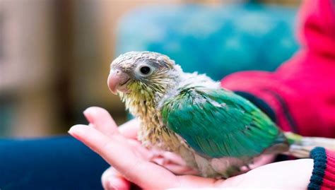 Turquoise Green Cheek Conure Complete Information | Petshoods