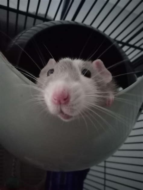 His best angle : r/RATS