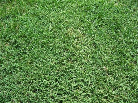 Bermuda Grass Seed Hulled And Coated 1 Lb Pack Drought Etsy