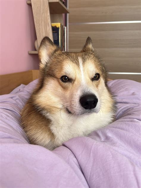 Corgo Blank Template Imgflip