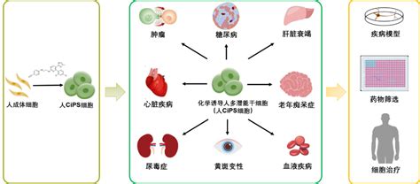 诱导多能干细胞技术获重大突破！北大教授团队《自然》发文 知乎