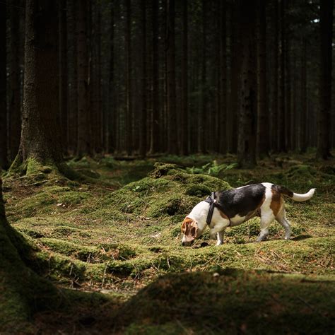 How Do Dogs Act If They Smell Cancer