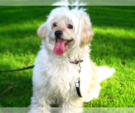 Biton Breed Information and Pictures on PuppyFinder.com