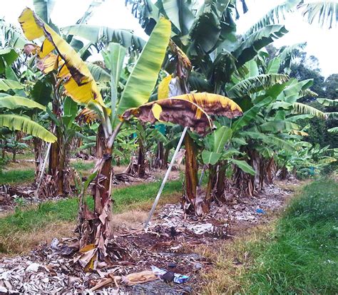 Frontiers | The Epidemiology of Fusarium Wilt of Banana