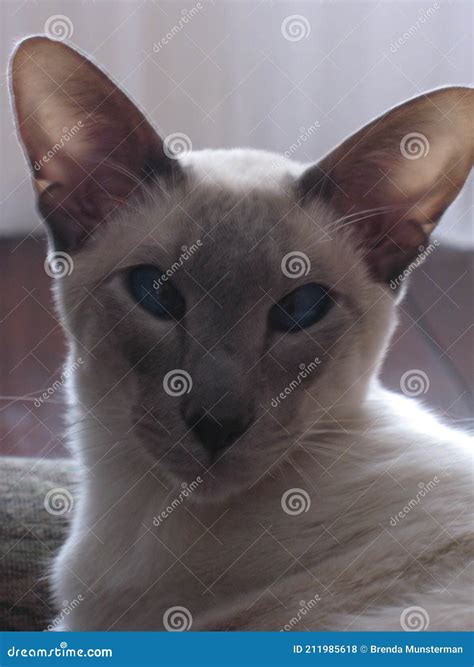 Blue Point Siamese cat stock photo. Image of eyed, mammal - 211985618