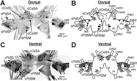 Serotonin Immunoreactivity In Janolus Fuscus Illustrated By Confocal