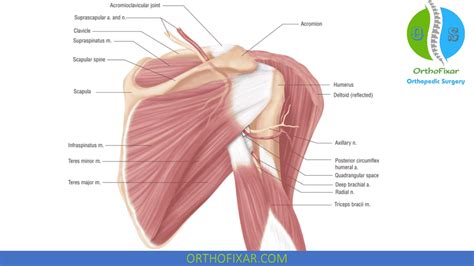 Scapula Anatomy Orthofixar