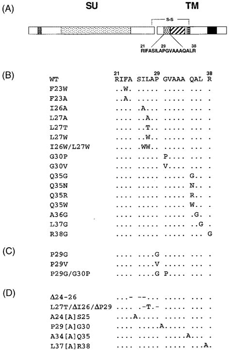 The ASLV Putative FPD Mutants A Schematic Of ASLV Env The SU And TM