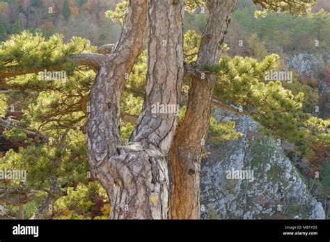 Black Pines Pinus Nigra Growing On Limestone Cliff Edge Banjska Stena Tara National Park