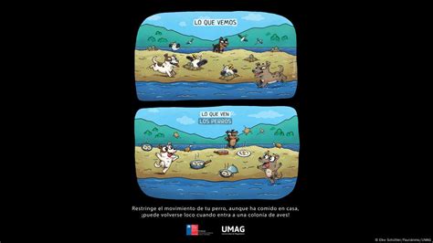 América Latina Qué hacer con los perros callejeros