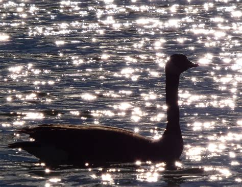 Canada Goose Gary W Hawley Flickr