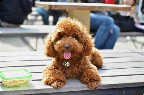 19 Toy Dog Breeds That Are Great As Pets