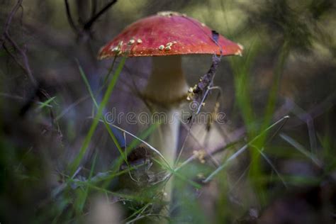 Selektive Fokusaufnahme Von Amanita Muscaria Gemeinhin Als