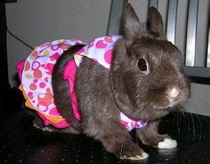 Bikini Giyince Hepimizden Daha G Zel G R Nen Sevimli Hayvan Onedio