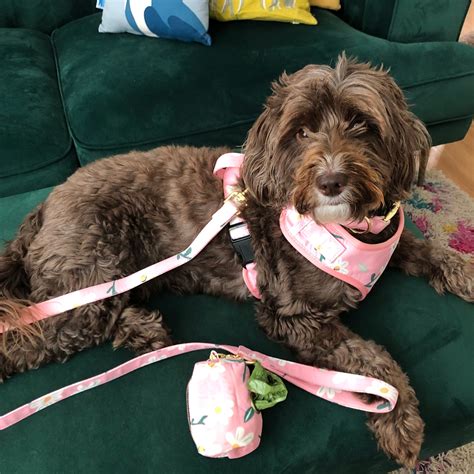 Pink Daisy Dog Harness at Phyllis Fetter blog