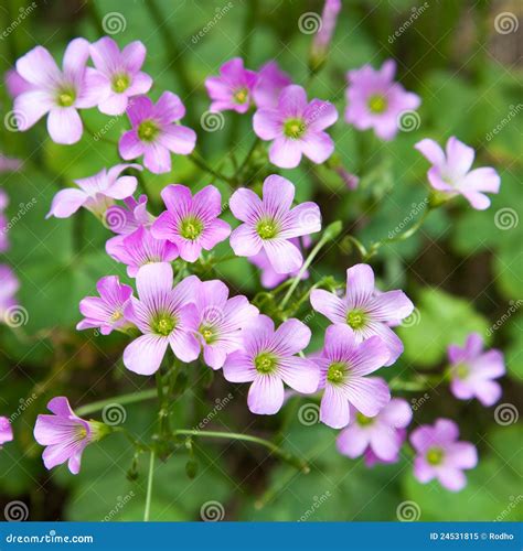 Pink Oxalis(Oxalis Corymbosa) Stock Image - Image of beauty, closeup