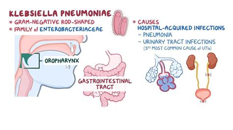 Klebsiella pneumoniae: Video, Anatomy & Definition | Osmosis