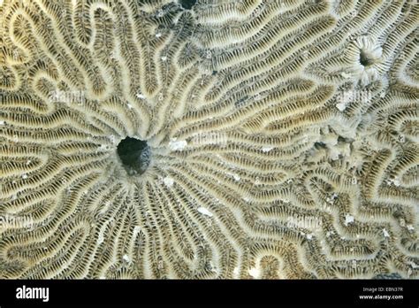 Symmetrical Brain Coral Diploria Strigosa Detail Stock Photo Alamy