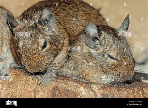 Common Degus / (Octodon degus) | Gewoehnliche Degus / (Octodon degus