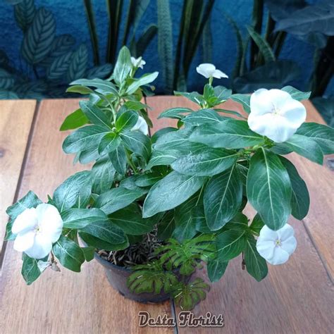 Jual Tanaman Hias Bunga Tapak Darah Putih Vinca Rosea White