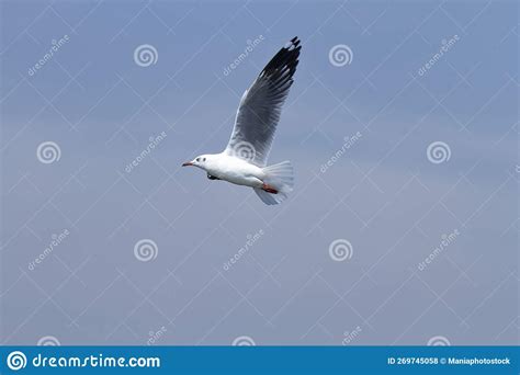 One Seagull Flyingthe Seagull Is Flying In The Bright Sky Stock Photo