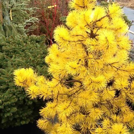 Chief Joseph Lodgepole Pine | Katsura Gardens