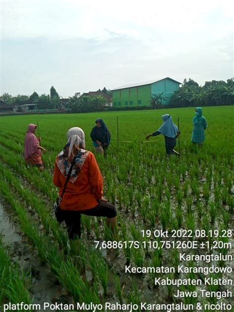 Mewaspadai Hama Penggerek Batang Pada Padi Kabupaten Klaten